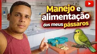 Alimenta&ccedil;&atilde;o e manejos dos meus p&aacute;ssaros. Azul&otilde;es, tico-tico can&aacute;rios e bigodinho 