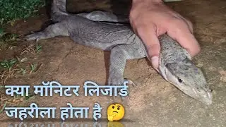 Monitor lizard rescue 😊 ( baniyadih) #snakelogo #snakebite #snake #monitorlizard 