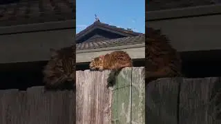 Three watching? On guard and separated by fences and roof #Shorts @SPsiuping