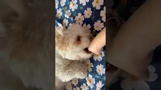 Pampered #ashuandashi #cuteanimal #srivastavafamily #cute #cutepuppy #pets #cutepet #puppy #love