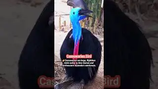 👉The Mighty Cassowary : Rainforest Giants of Power and Mystery#shorts @AnimalWorld-NB