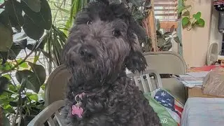 Colorado woman warns others after dog dies from respiratory illness