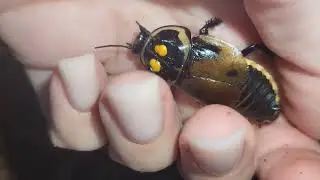 НЕОБЫЧНЫЕ ПИТОМЦЫ | СЕМЬЯ ТАРАКАНОВ-АВТОМОБИЛЬЧИКОВ РАСТЕТ Lucihormetica verrucosa&nbsp;