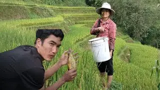 Catching Fish in Rice Fields | Authentic Village Farming Life in Vietnam @TranquilDayswithQuyen