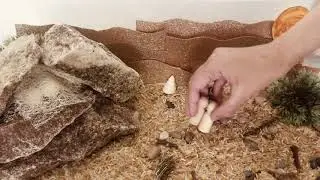 The Little Muslim Spider