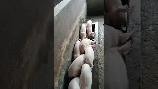 piglets pen