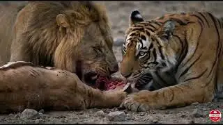 Epic Battle: Simba & Shere Khan vs. Sharks of Tsunami!