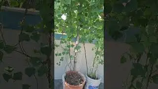 How to grow শিম গাছে/Lablab/Hyacinth Beans&nbsp;#beans #shortvideos #gardening #terracegarden  #shorts