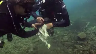 MARES ECUADOR - DIVE AGAINST DEBRIS PADI COURSE