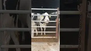 #sillycow#funnyanimals