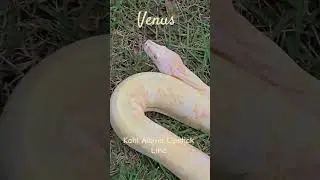 Kahl Albino female #VXMB ##boalove