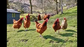Živina - Koke nosilje za dvori&scaron;ta