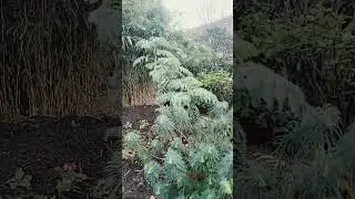 Canadian city with Palm 🌴  trees & Tropical like 👍  flora in Winter