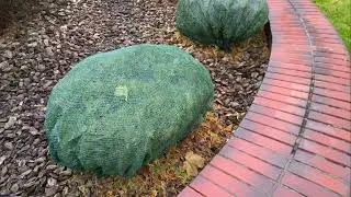 Winter Garden Ready: Essential Tips for Protecting Your Plants and Soil