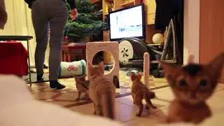 Agility kittens - Abyssinian & Somali cat