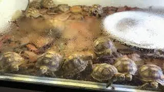Tortuga Sulcata y el frío