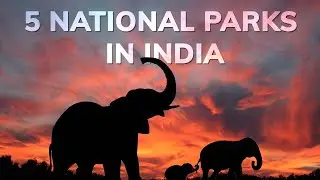 5 National Parks in India | Veena World