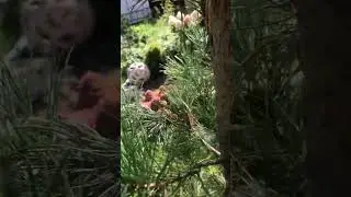 Сосна обыкновенная Фастигиата/ pinus sylvestris Fastigiata. Хвойный Сад Надежды 