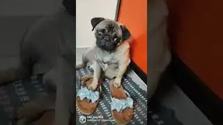 #pugtitu #puglife #funnyvideo #love #viral #video #trending #doglover