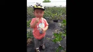 20170630 - 어린이집 블루베리 따기 체험