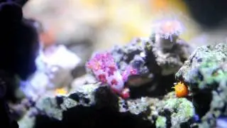 Dendronephthya