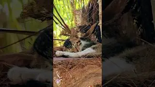 crazy sleep kitty 🐱 😪  #kitten #sleep