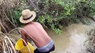 Catch fish on rice field   Net Fishing In The Western Province   Vietnamese Cast Net Fishing #02