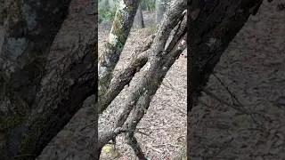 Finding Strange Things In The Woods! #nature #adventure #creepy #stickfigure #strange #mystery