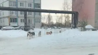Агрессивные стаи псов, нападавшие на жителей Городца и Заволжья, вернулись через две недели