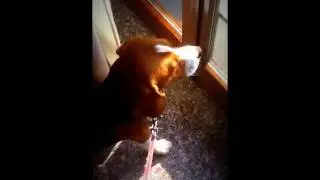 Beagle puppy crying