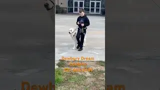 Dobby from the HP litter is learning to let a 9 year old handle him. www.dewburydreamgoldens.com