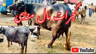 گجرات مال منڈی غازی چک تعزیہ اور کھانگر مناسب قیمت کر شام کے ٹائم منڈی ماہ 🐮