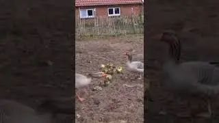 Gerade mal einen Tag alt und schon die Welt erkunden