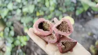 ಅಂಜೂರ ಹಣ್ಣು ನಾನ್&zwnj;ವೆಜ್ ಆಗತ್ತಾ? | Is Fig Non-Veg? Scientific Truth + Benefits!#anjeer#youtube