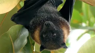 National Bat Appreciation Day.  Pteropus yapensis, Fruit Bat.  Yap, Micronesia.