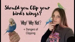 Should you Clip your Birds Wings?