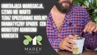 Szokujący spadek ceny! Monstera adansonii variegata oraz czemu nie warto teraz sprzedawać roślin