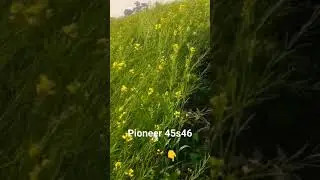 Pioneer sarson #agriculturetechnology #indian_farmer_life #mustardseeds #pioneer