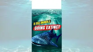 5 Sea Animals going Extinct - Trending Forward #shorts