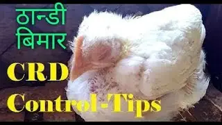 CRD PREVENTION IN POULTRY