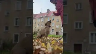 Zolux Sweeties (dogs)