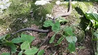 beautiful Gloydius Himalayan snake.