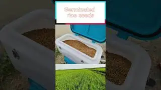 direct rice seeder    