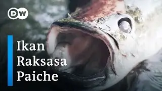 Peru Selamatkan Spesies Ikan Raksasa Lewat Kearifan Lokal