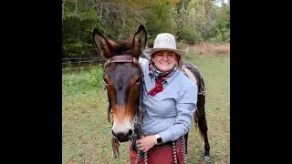 KJ Horse & Mulemanship- With Mikayla Young