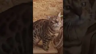 Так получилось 🤣 Брюс #bengal #cat #funny #питомникбенгалов #bengalcat