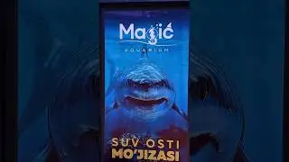 shark attack in magic city #шортс #акула #ташкент #magiccity #movie #shark #aquarium