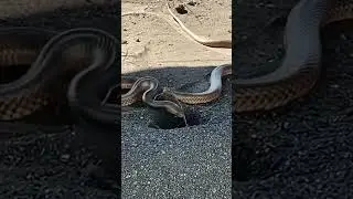 Snake digging hole#shortsviral #trending #youtubeshorts