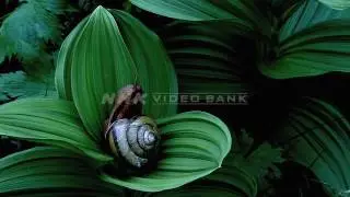 NHK VIDEO BANK - Inhabitants of the Japanese forests -