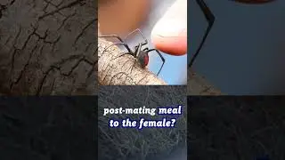 Redback Spiders Mating Ritual #RedbackSpiders #MatingRitual #wildlife